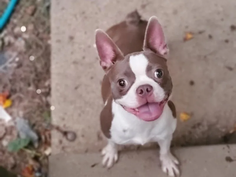 Duff's Boston Terriers