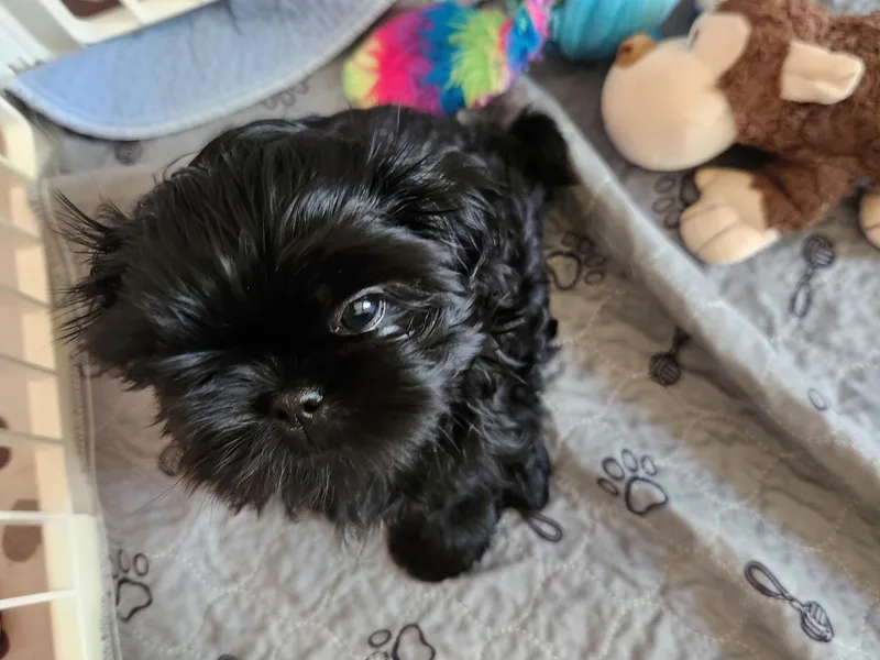Duggers Shih Tzu