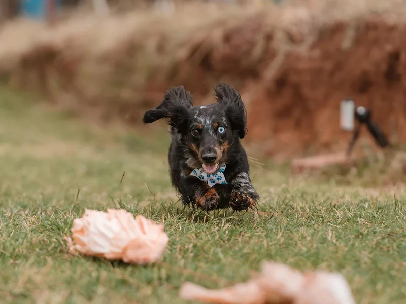 Dugout Creek Dachshunds