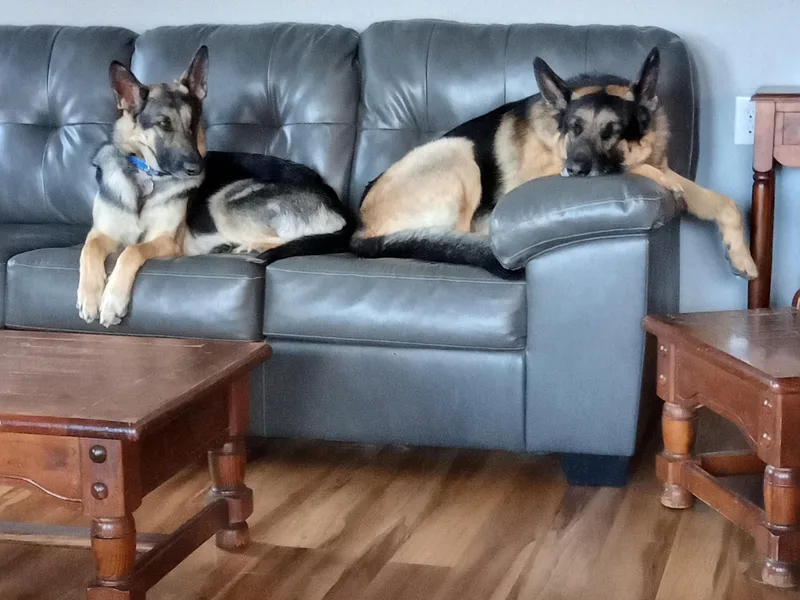 Duke AKC Shepherds