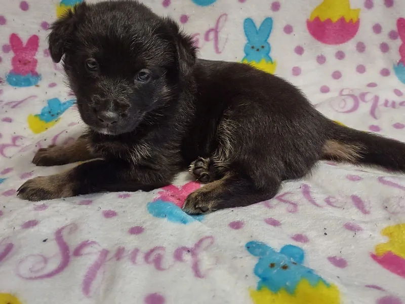 Duke and Daisy's Litter