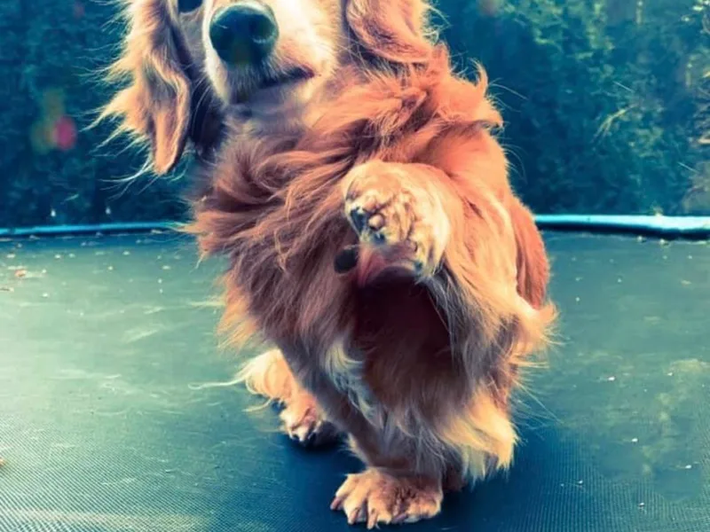 Duke Rose Dachshunds