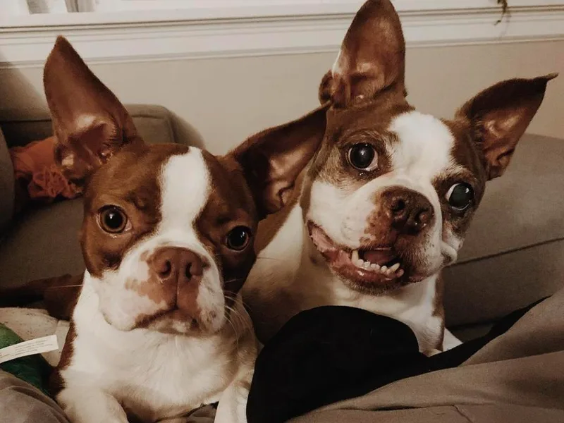 Duke’s AKC Boston Terriers