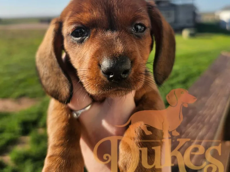 Duke's Doxie's