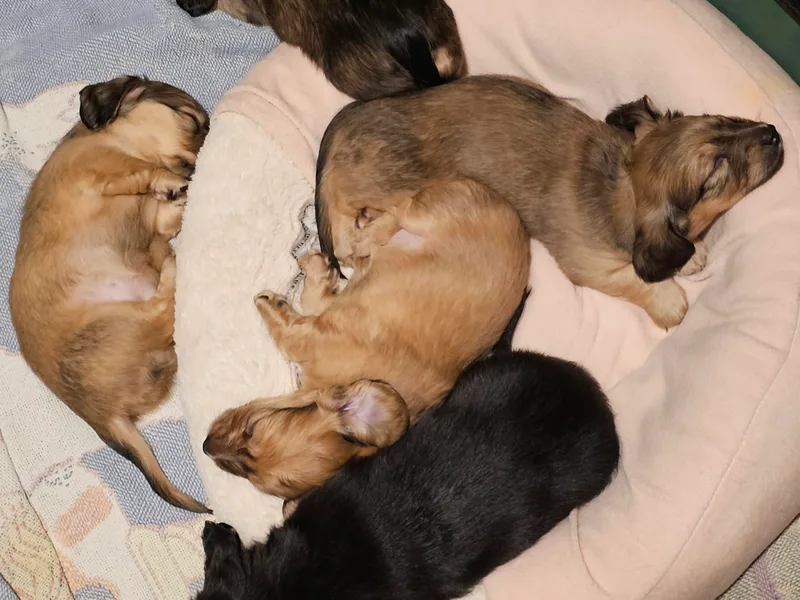 Duke's Mini Dachshunds