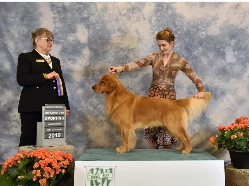 DukerDaze Golden Retrievers