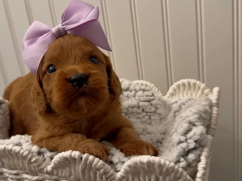 Dukes Forever Doodles