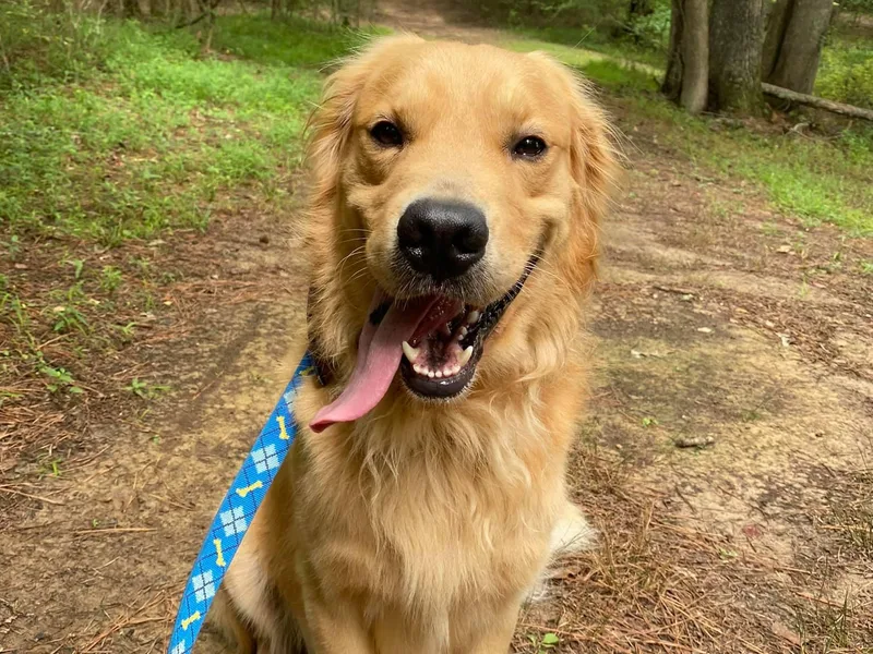 Dukes' Graceful Goldens