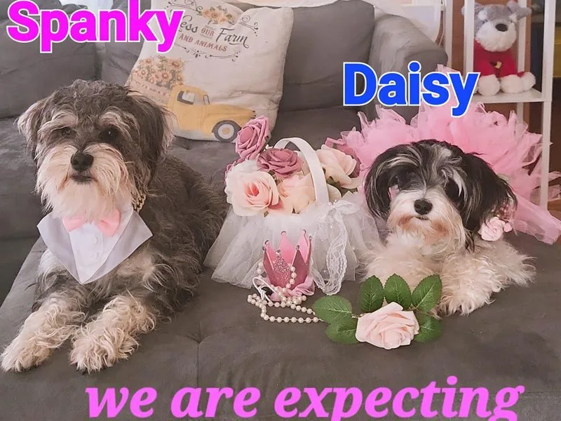 Dulce's Schnauzers