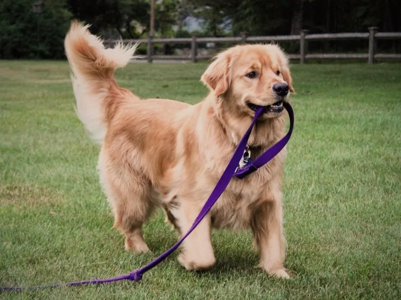 DUMONTGOLDENS.COM