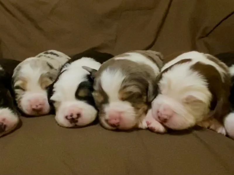 Duncan’s Miniature Australian Shepherds