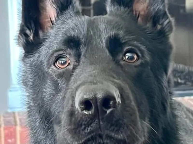 Dunkelheit zu Licht German Shepherd K9