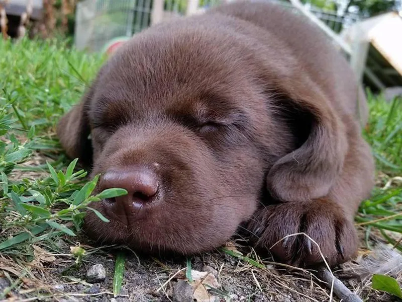 Dunn’s Marsh Labradors