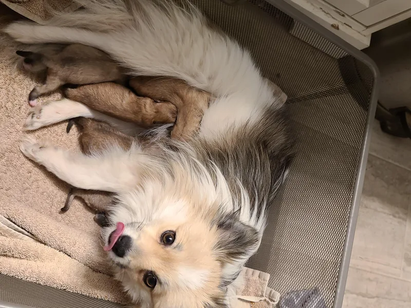 Duran's Huskies and Pomeranians