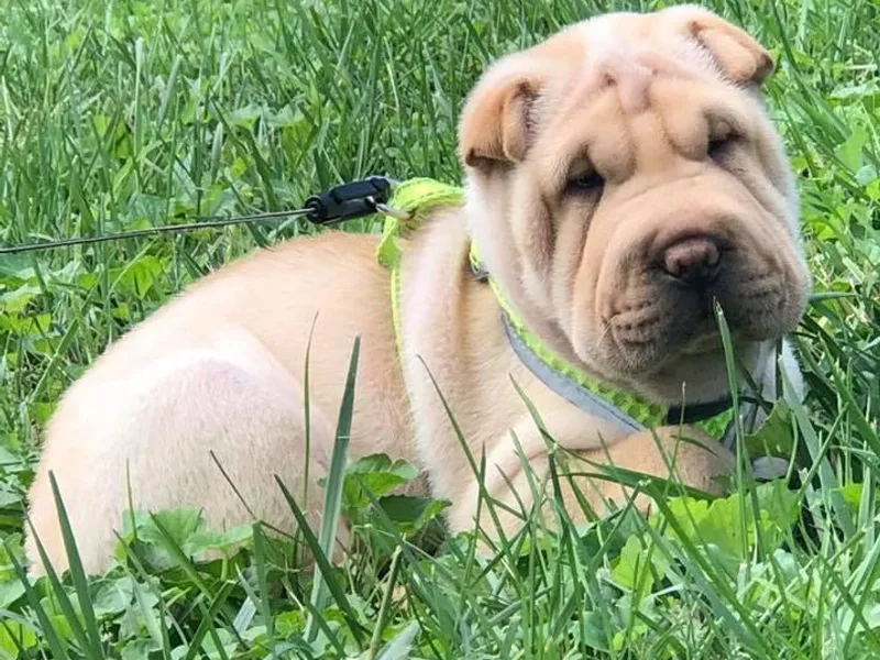 Durenda Springer- Barber