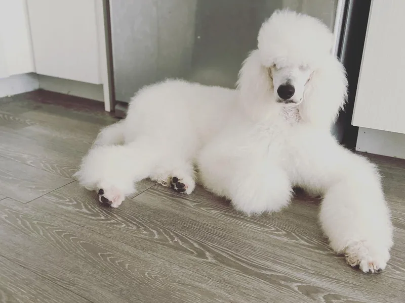 Durer Poodles photo 1