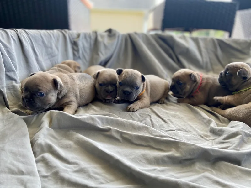 Dussé Frenchie photo 1
