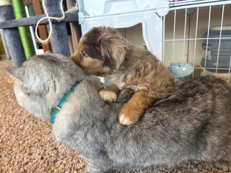Dust Ridge Kennel