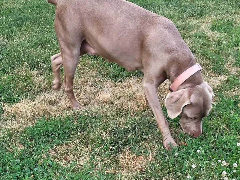 Dustin's Weimeraners