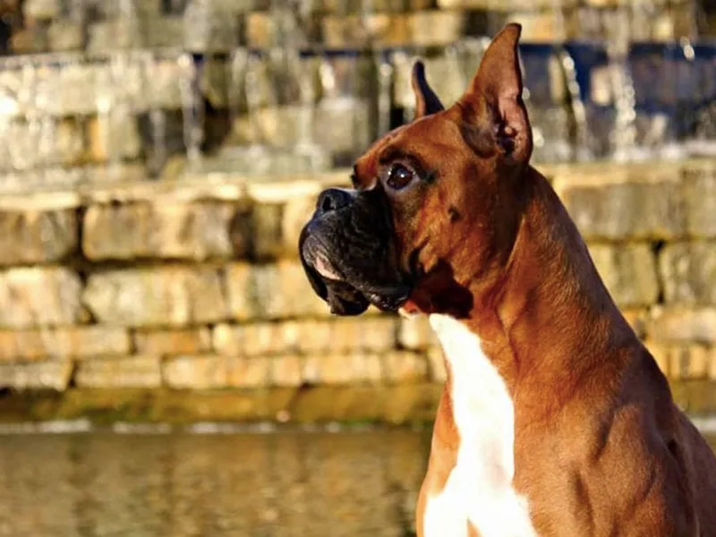 Dusty Road’s Kennel LLC
