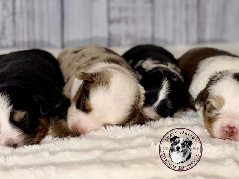 Dusty Spring Australian Shepherds, LLC