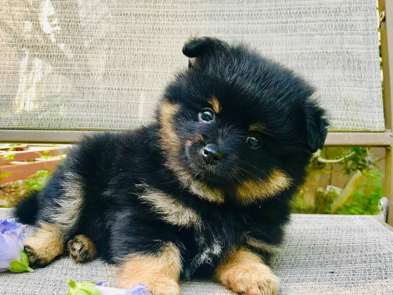 Dusty Trail Pomeranians