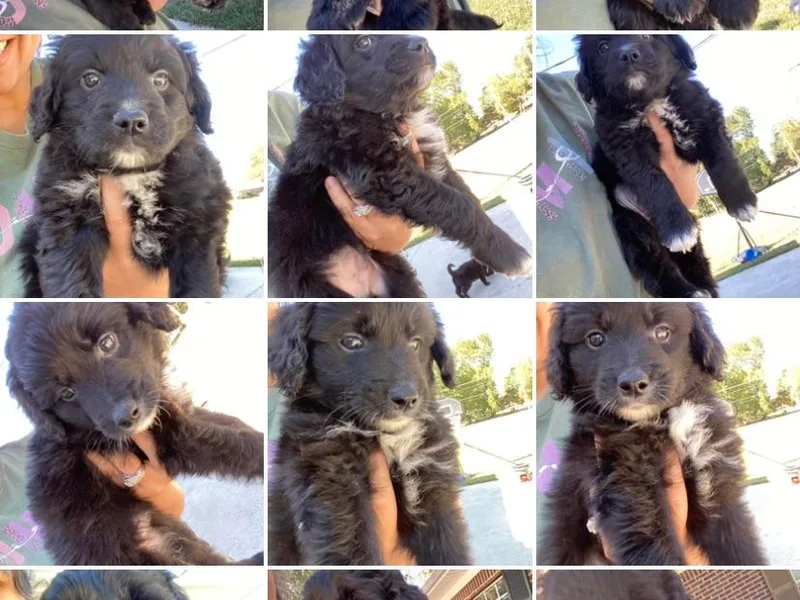 Dutton’s Aussie Doodles