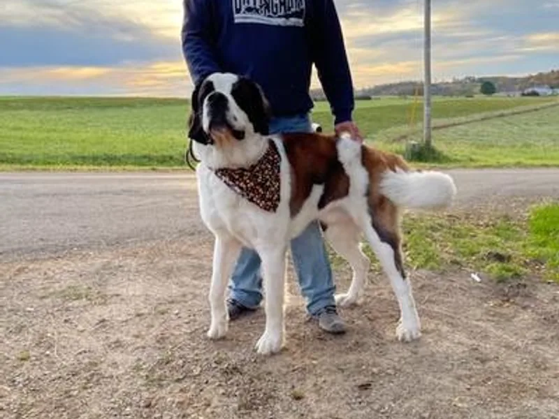 DuWayne's Saint Bernards