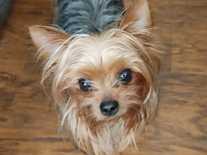 Dwayne’s Yorkshire Terriers