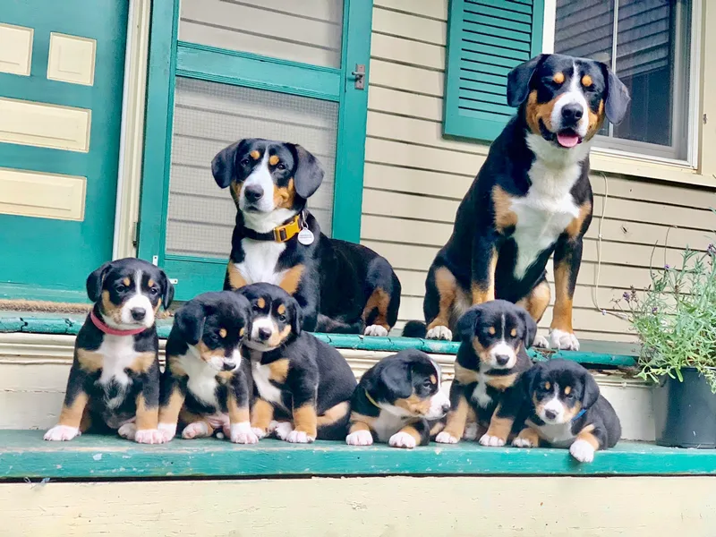 Dyberry Creek Farm photo 1