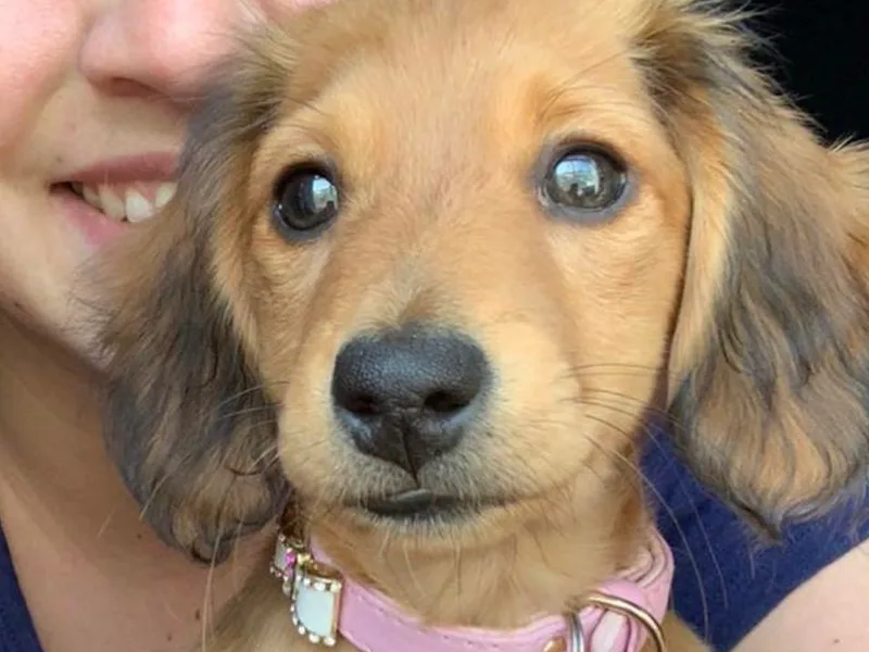 Dye's Dachschunds photo 1