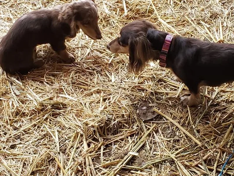 Dynamic Doxies