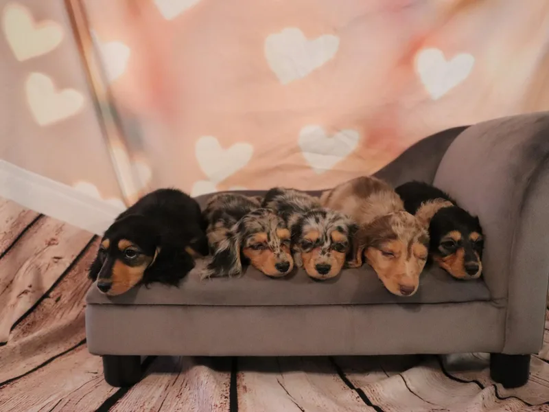 Dynamite Dachshunds photo 1