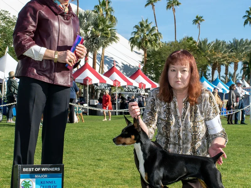 Dynamite Rat Terriers