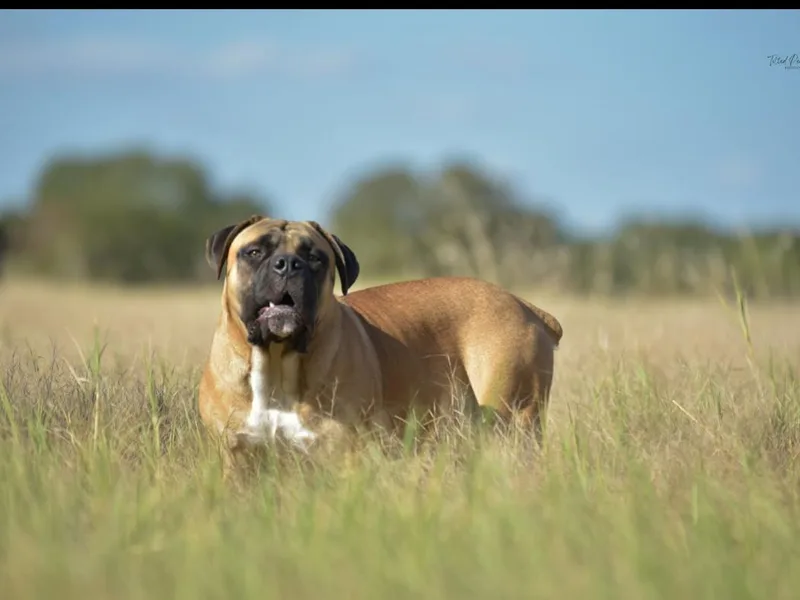 Dynasty Blue Ridge Boerboel