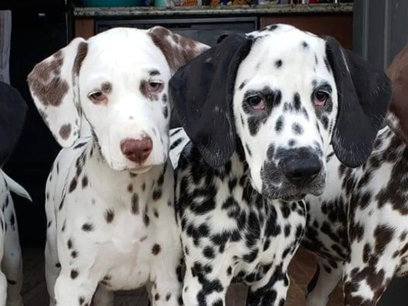 Dynasty Dalmatians