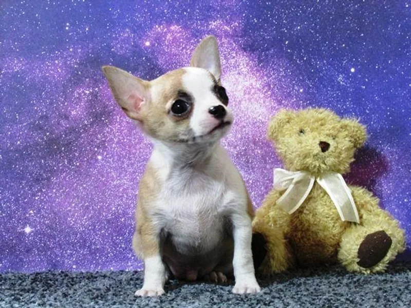 Dynasty Farms AKC Chihuahuas