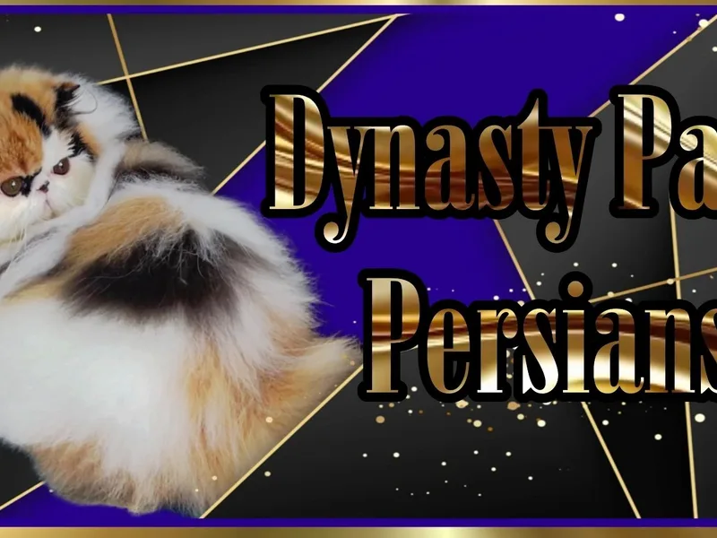 Dynasty Paws