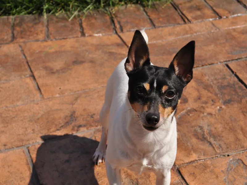 DynAsty Toy Fox Terriers photo 1