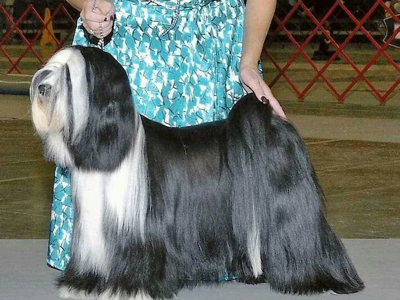Dzine Tibetan Terriers