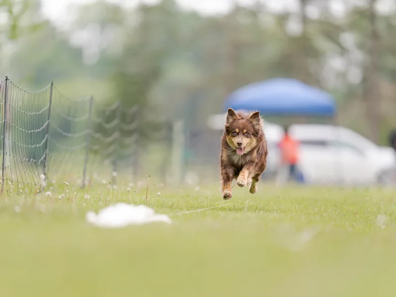 E&amp;C Australian Shepherds