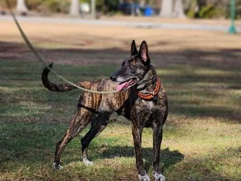 E&amp;H Working dogs