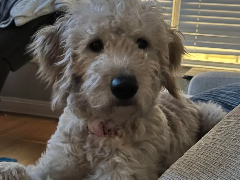 E&amp;S Goldendoodles