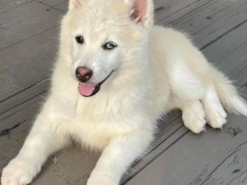 E&amp;T Pomsky photo 1