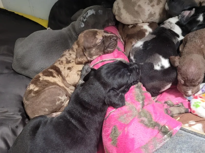 E.C. Prophetic Danes