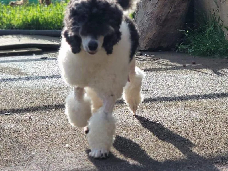 E-Lattion Miniature Poodles LLC