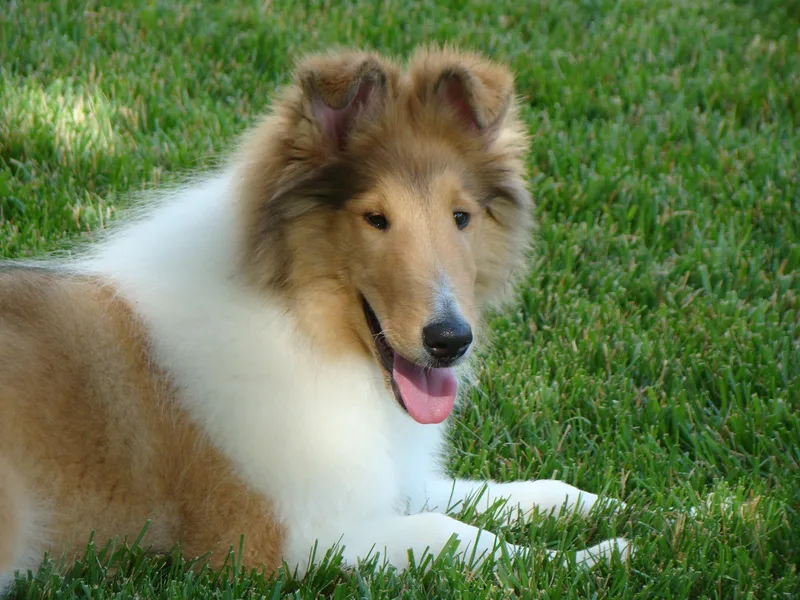 E’Marie Collies
