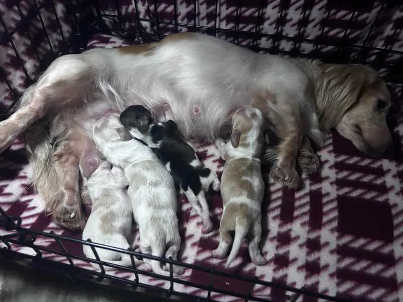 E’s Doxies and Doxiepoos