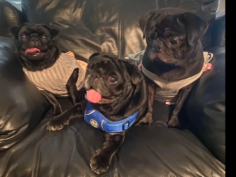E's Pugs