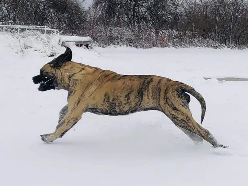 Eagle Clan Mastiffs